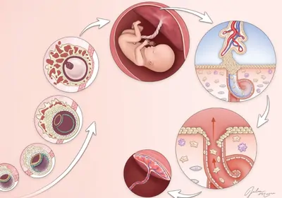 Infographic showing placenta development